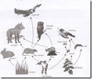 Gambar Bab 5 Makhluk Hidup Lingkungannya Ipa Kelas 4 Sd  